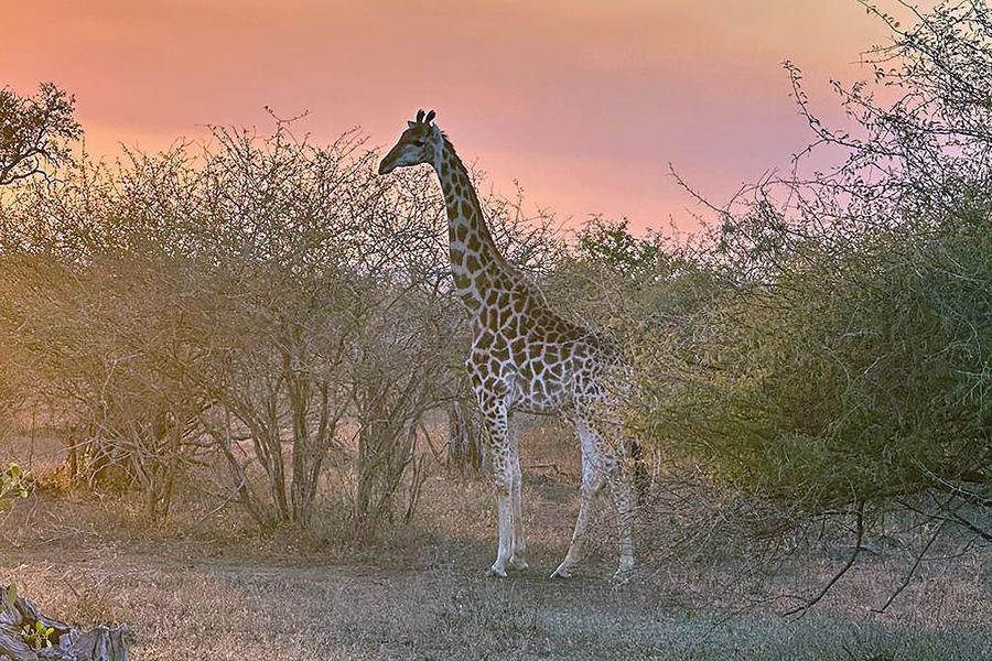 Giraffe Kruger Park