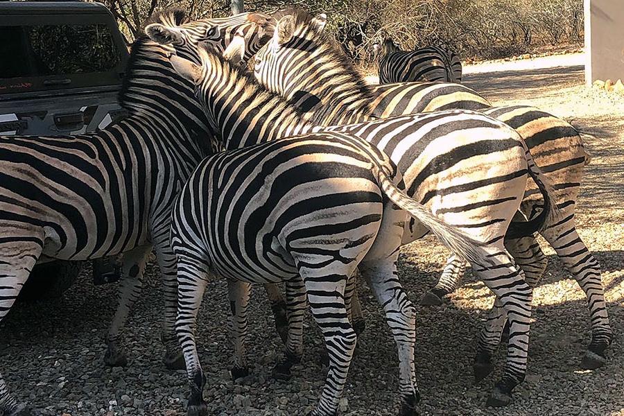 Zebras Kruger Park