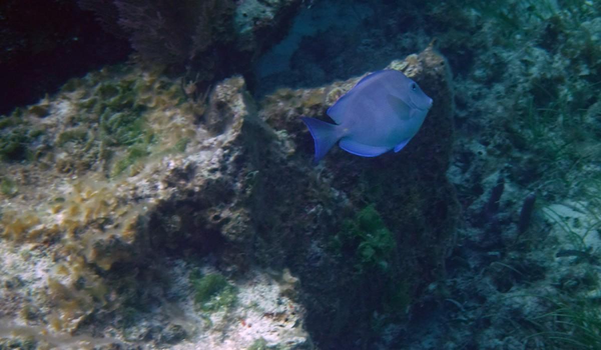 Blue tang seen at Singer's Point