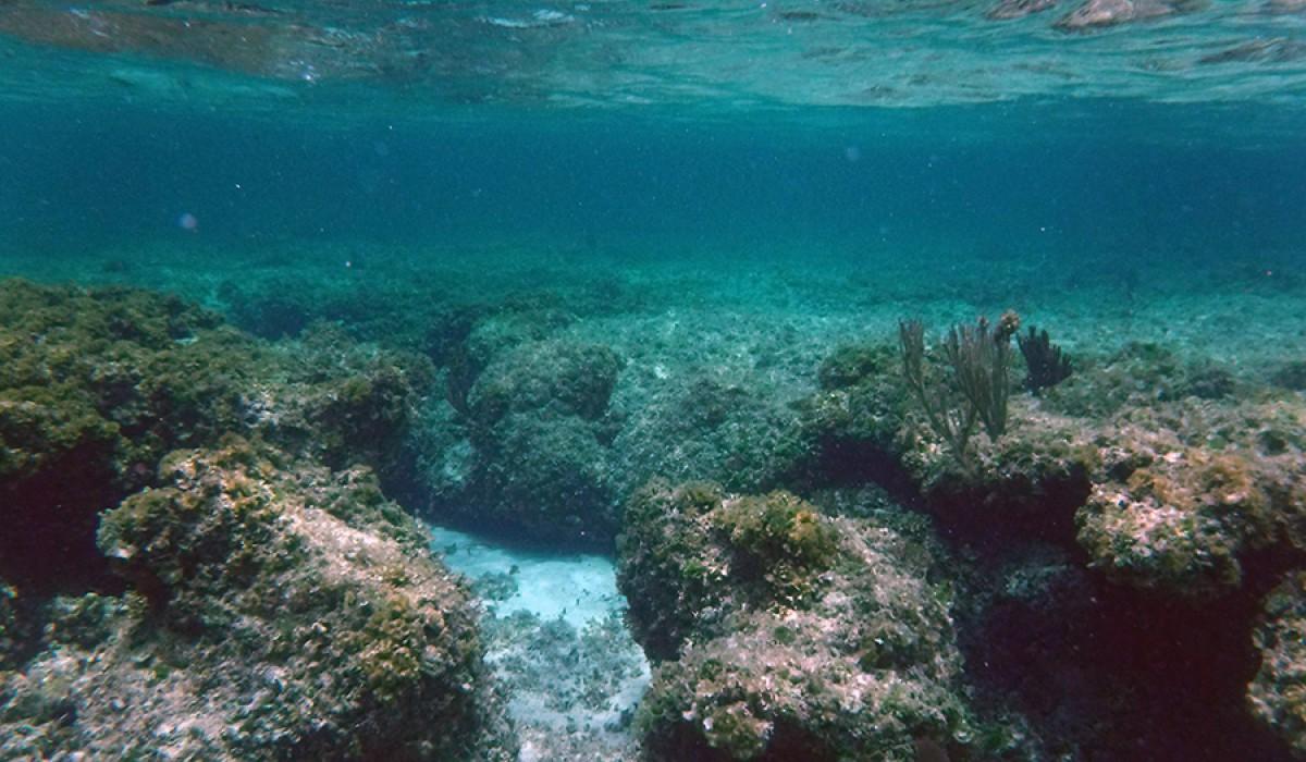 Singer's point reef