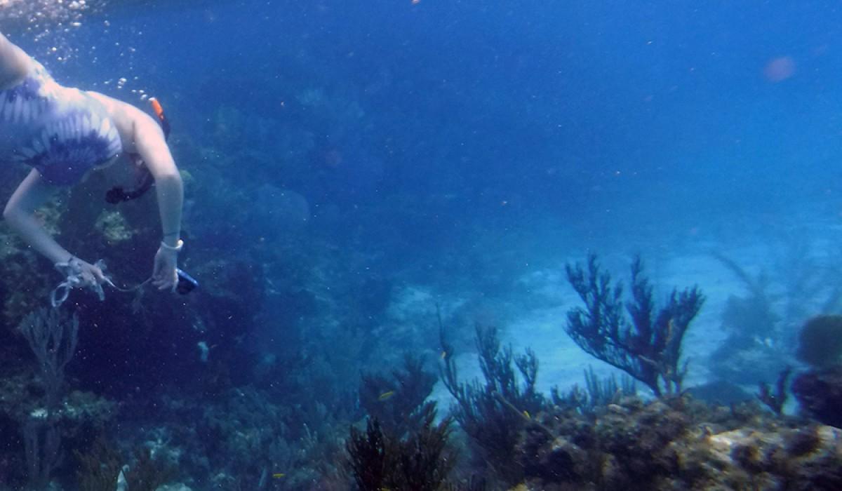 Alyssa from the Flamingo tongue group collecting data