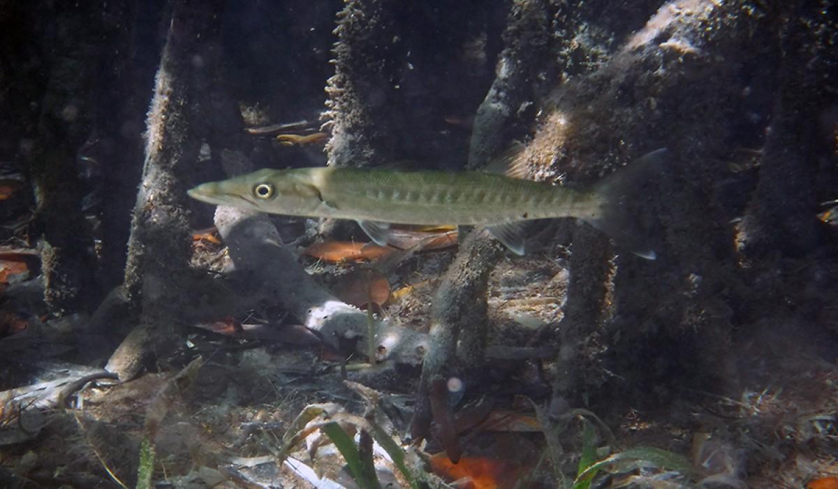 Baby barracuda swimming through mangrove roots