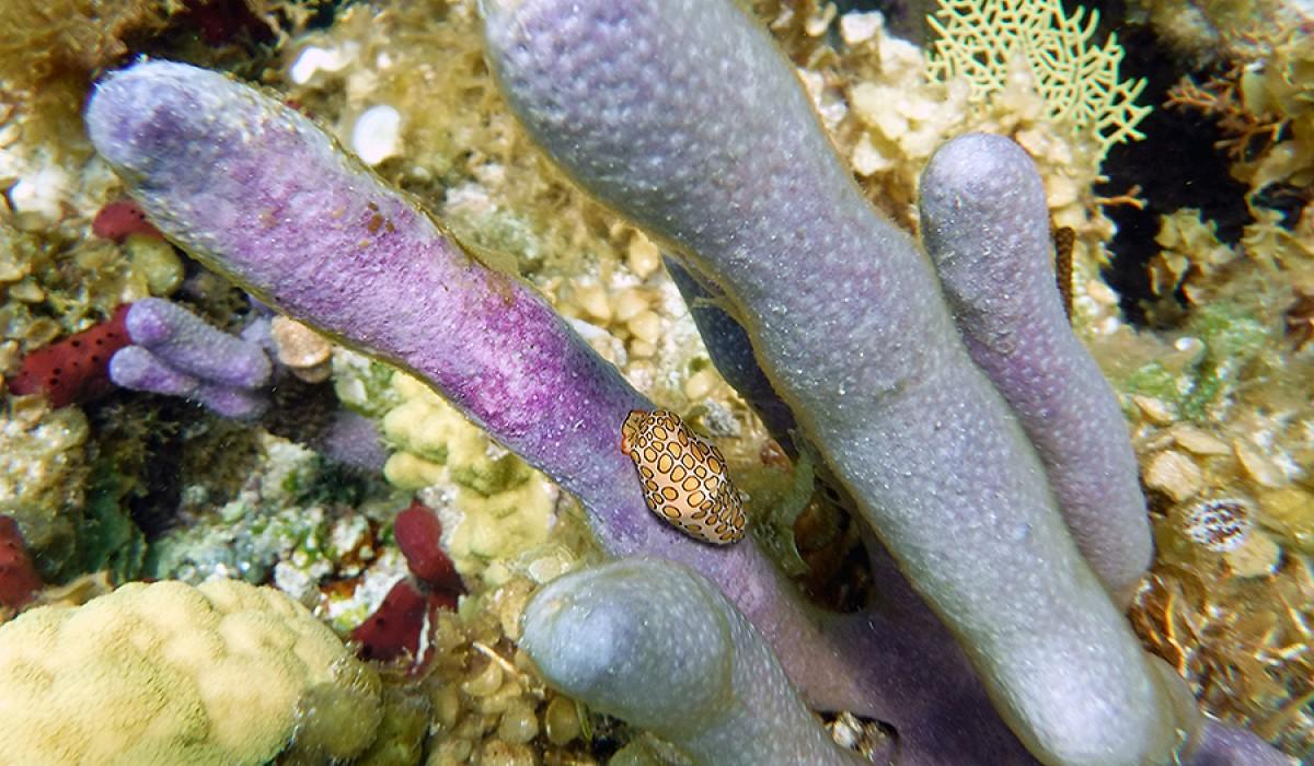 Flamingo tongue resting on Corky Sea Fingers before being measured