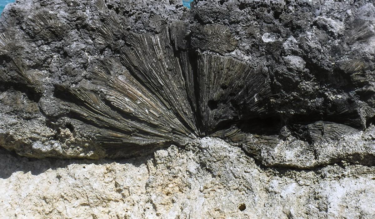 fossilized brain coral